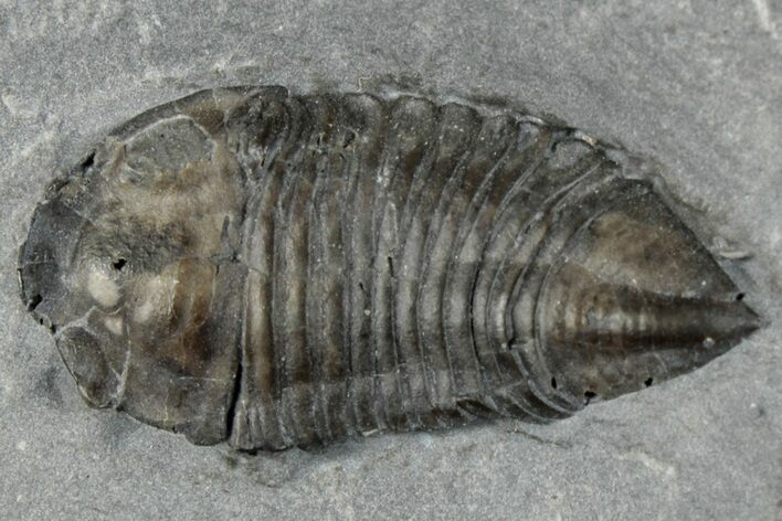 Baby Trimerus Trilobite Fossil - New York #295534